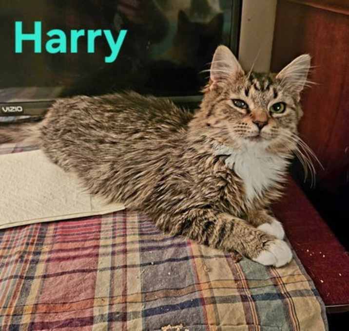 Photo of Harry: Not at shelter (Kendra)