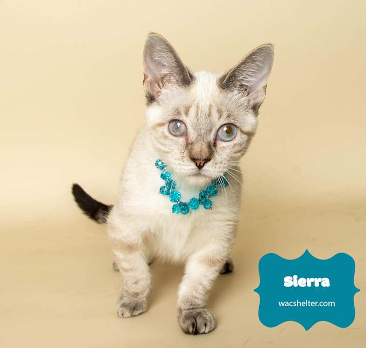 Photo of SIERRA (Bulldog Kitten)