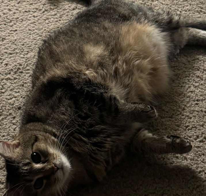 Photo of Bahama Mama