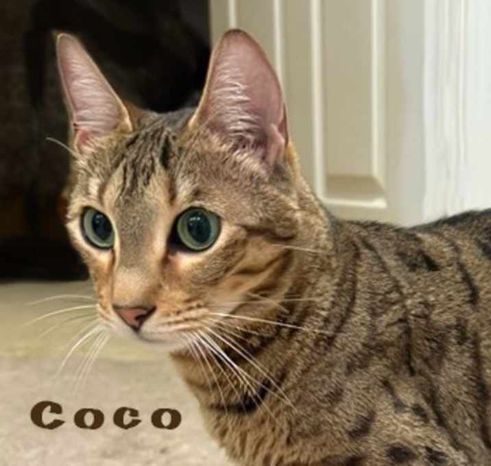 Photo of Coco