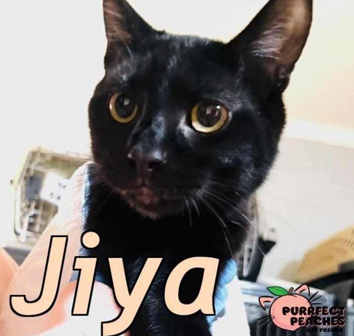 Photo of Jiya