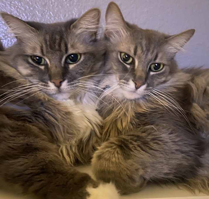 Photo of Millie and Spice