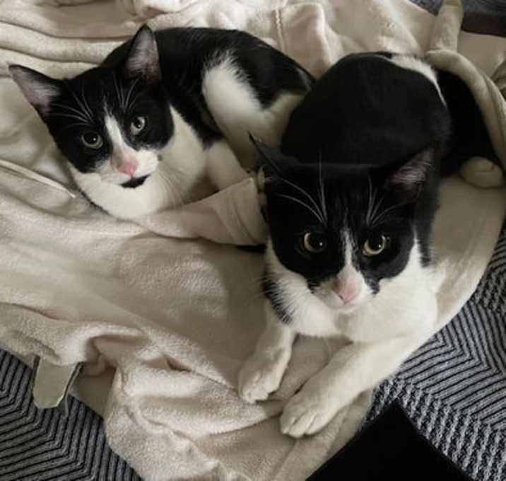 Photo of Ace and Jack bonded siblings