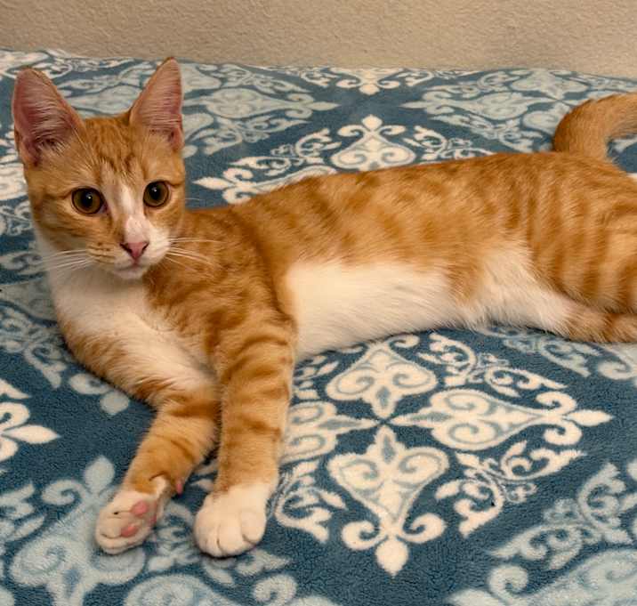 Photo of You choose his name