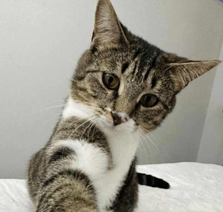 Photo of Queen Victoria