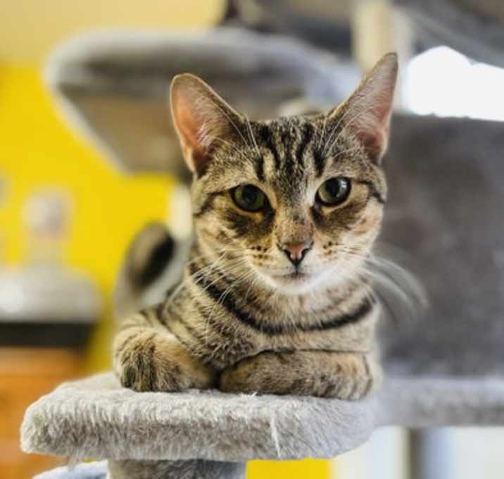 Photo of Abe (with Tip Toe)