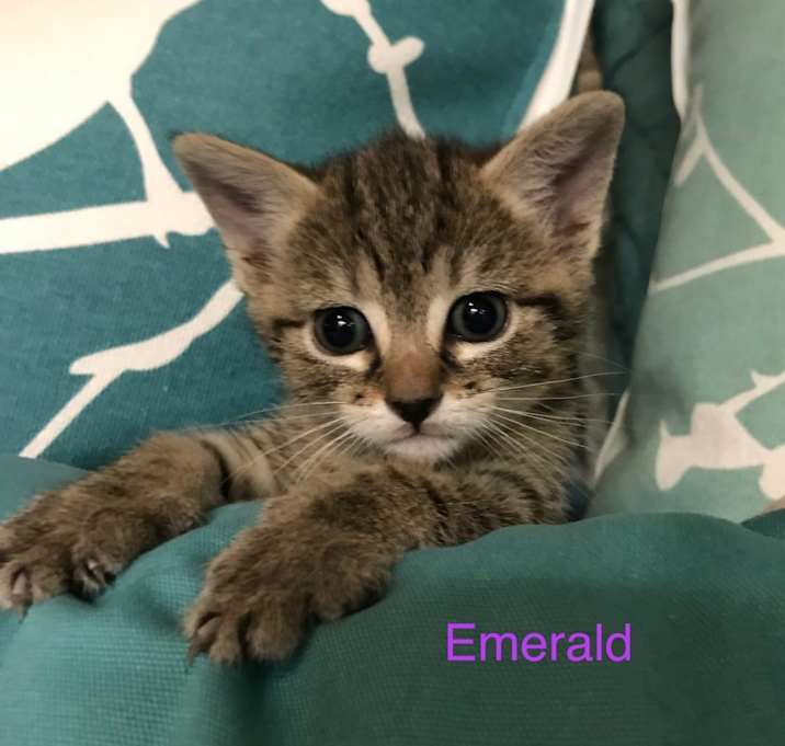 Photo of Emerald