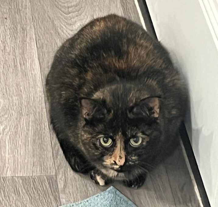 Photo of Lux - The Adventurous Hunter 🌟