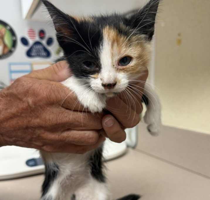 Photo of Nightingale