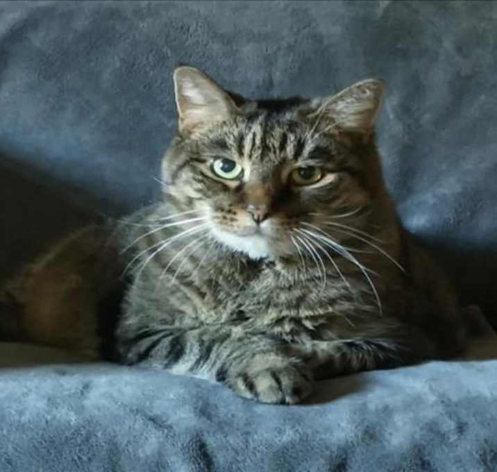 Photo of *CHICKEN POT PIE