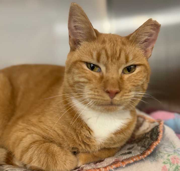 Photo of Caterpillar