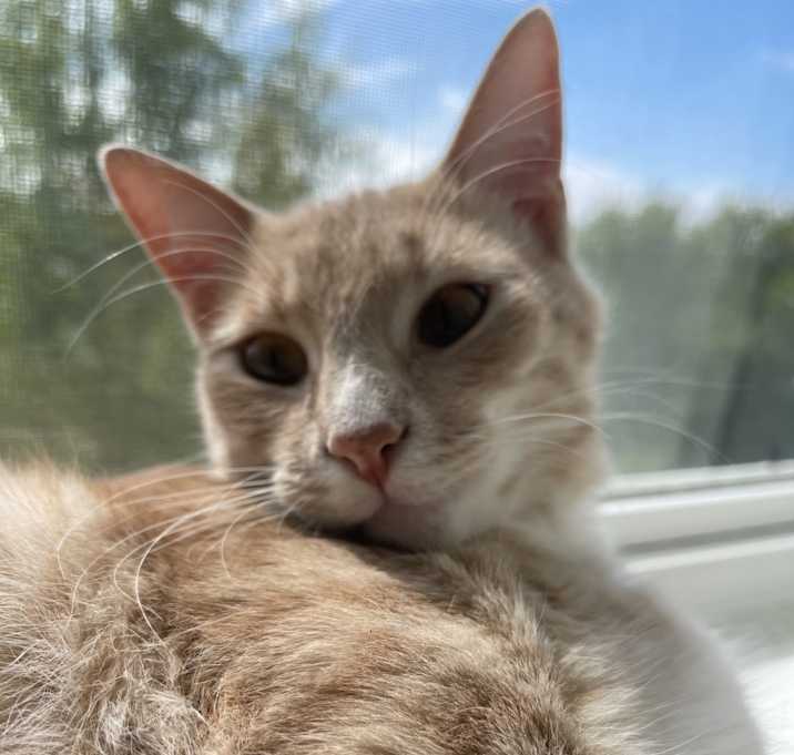 Photo of Apollo (Pollo)