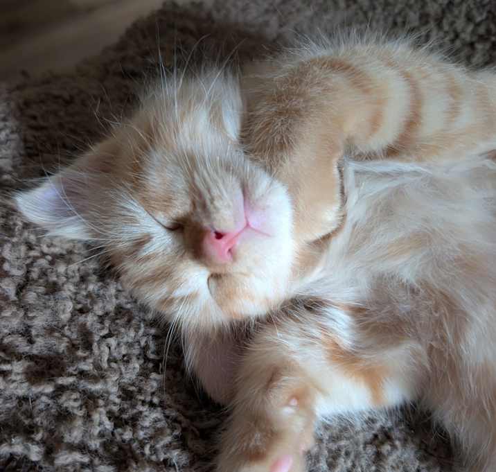 Photo of Two Tonkinese mix Kittens