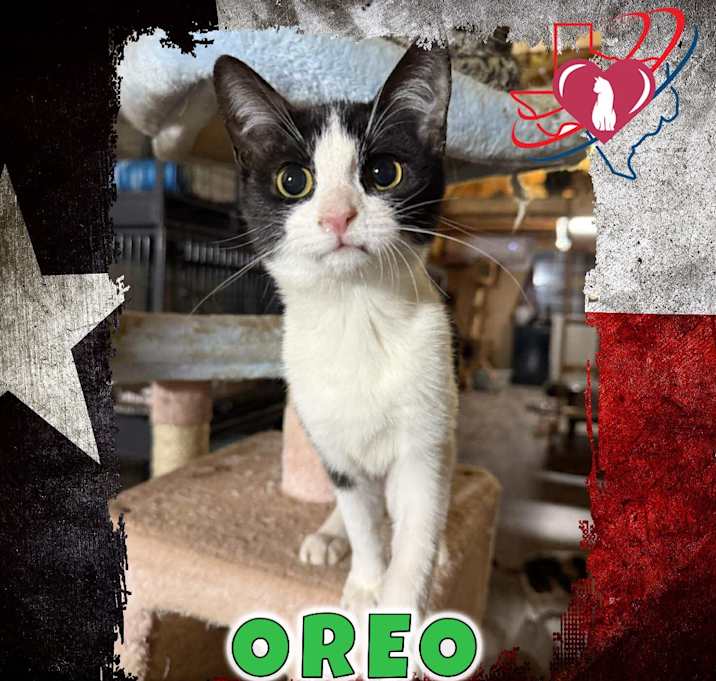 Photo of Cookie/Oreo