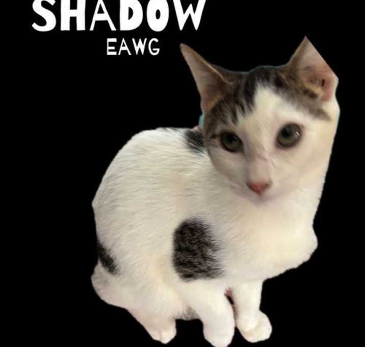 Photo of Shadow