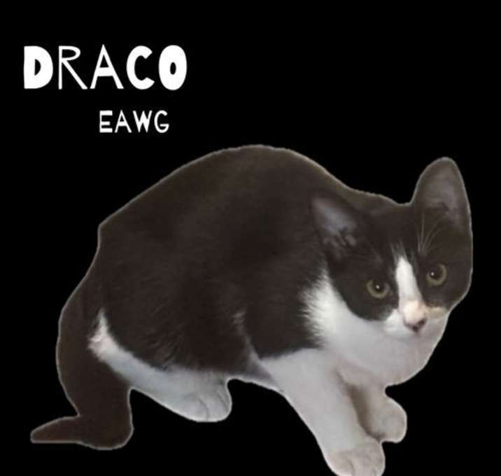Photo of Draco