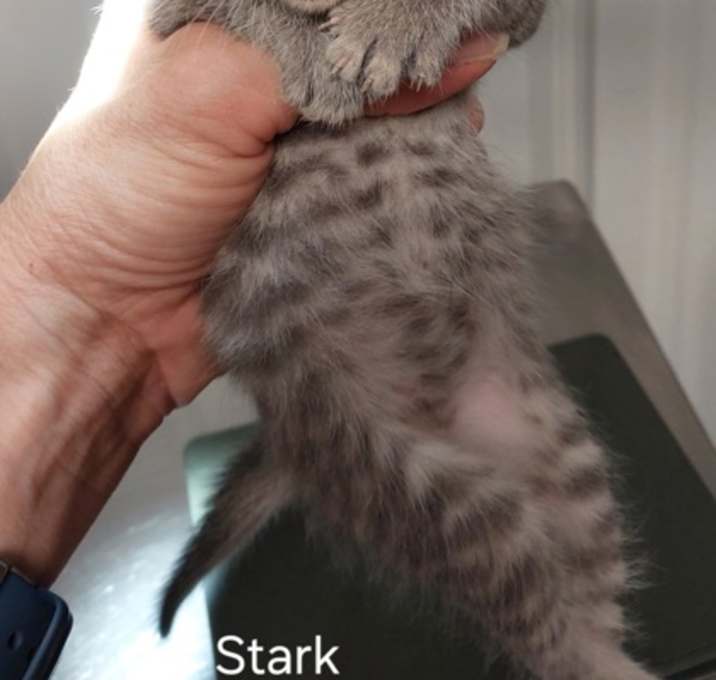 Photo of Stark