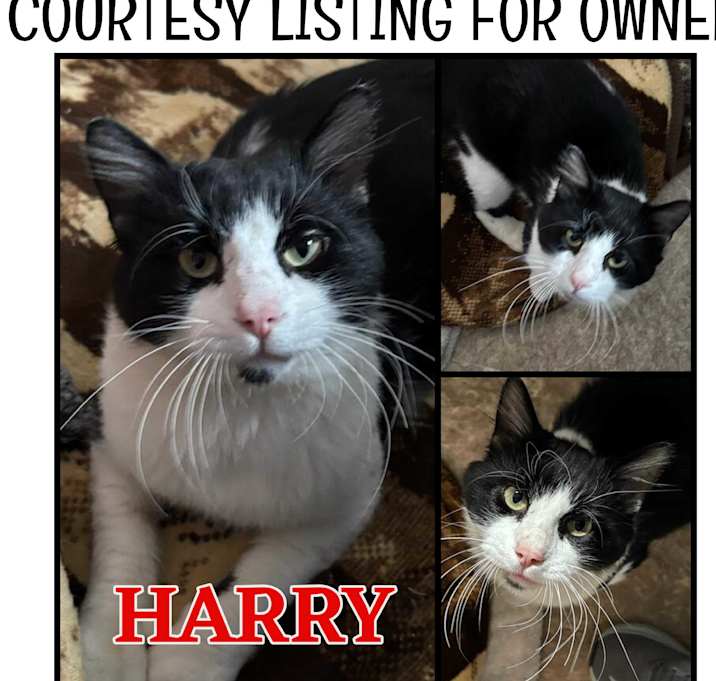 Photo of Harry - COURTESY LISTING