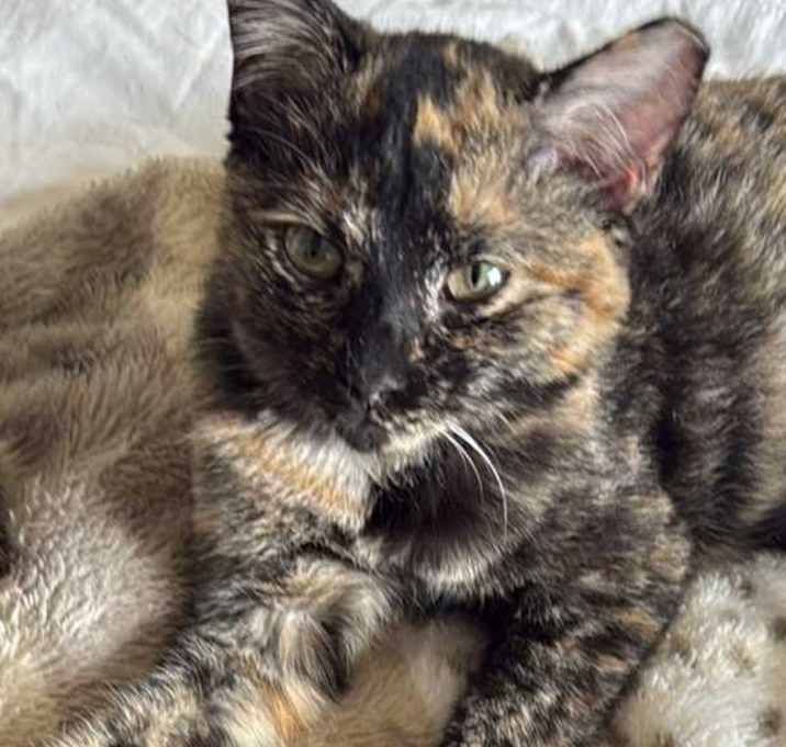 Photo of Baby Trixie