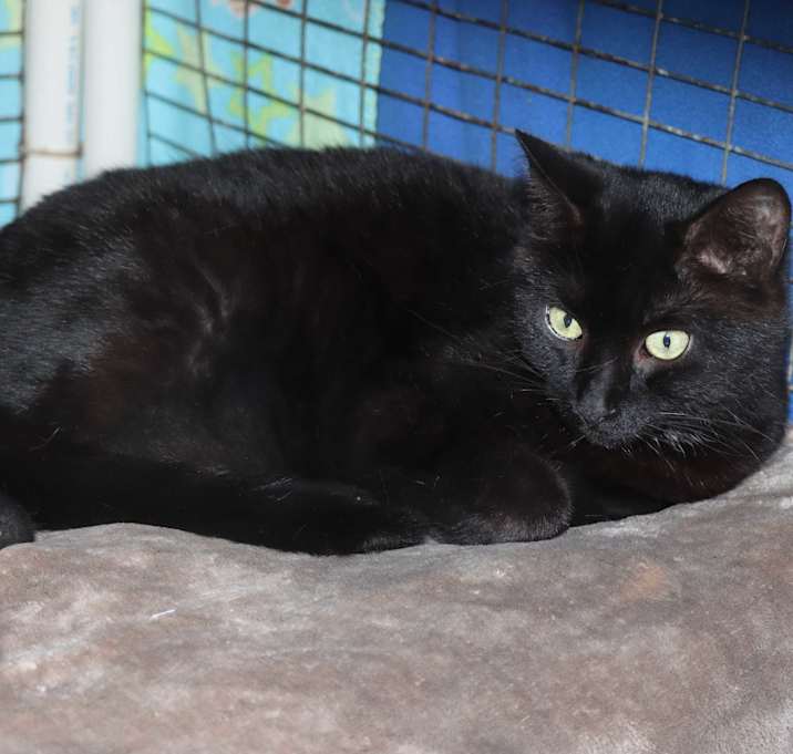 Photo of Pepe Le Pew