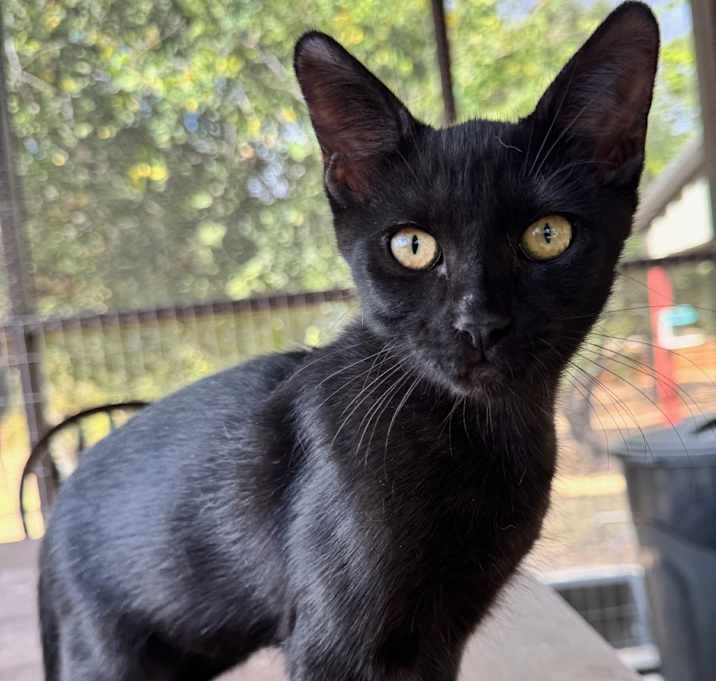 Photo of Licorice 2 JG