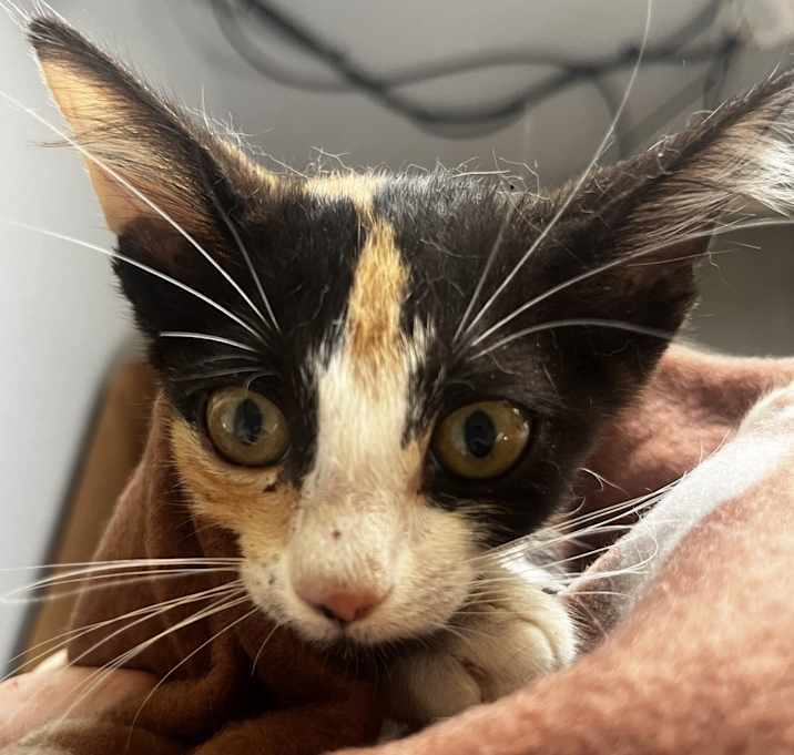 Photo of Connie Francis BD