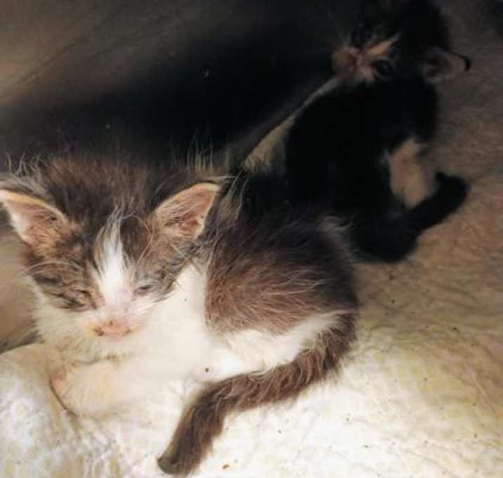 Photo of Castor QC11 10/28/25