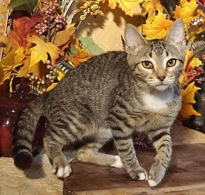 Photo of KITTEN OBADIAH