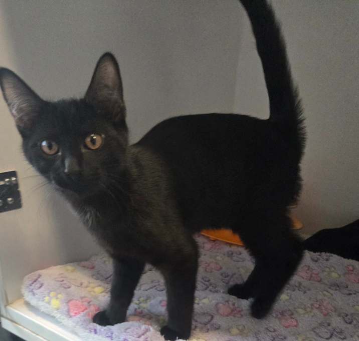 Photo of Mackinac Bridge