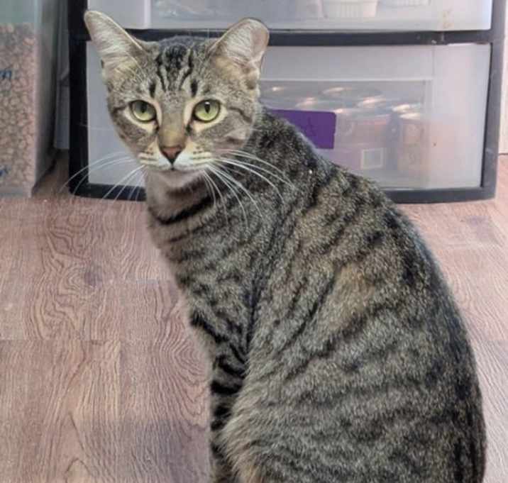 Photo of FunkMaster Flex