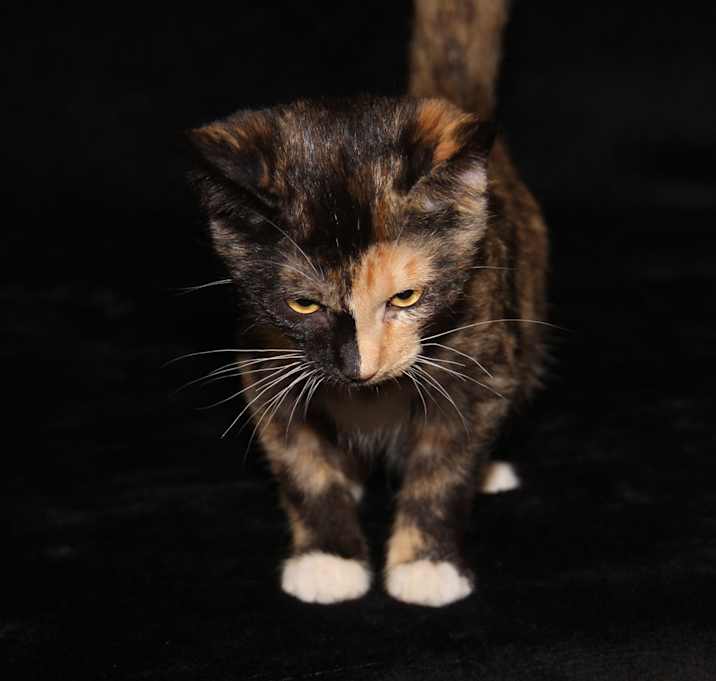 Photo of Taro (Spayed)