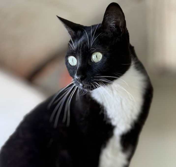 Photo of Honey & Sweetie