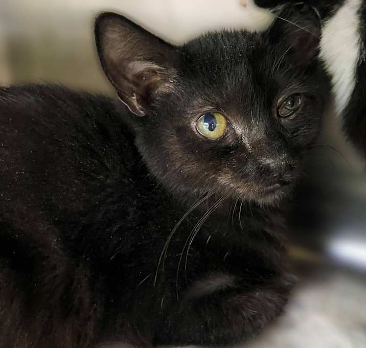 Photo of Huckleberry