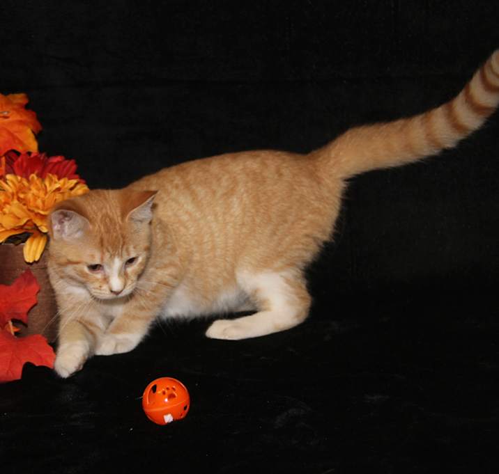 Photo of Kei (Spayed)