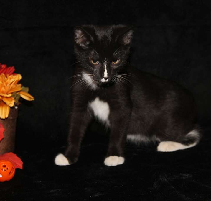 Photo of Turbo (Neutered)