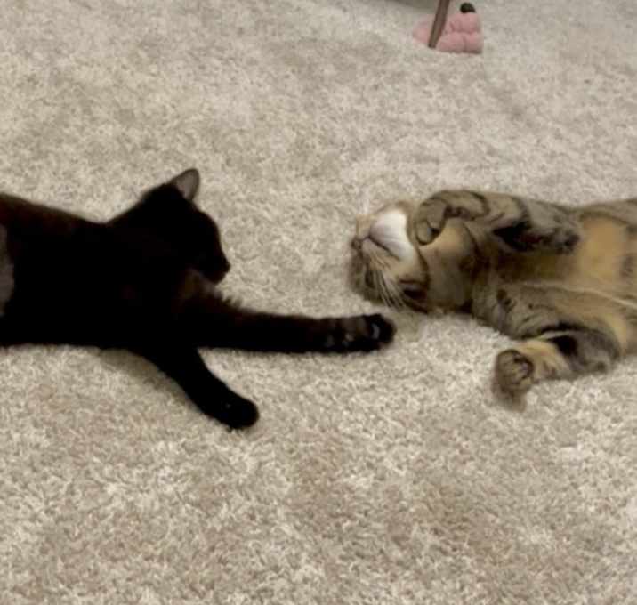 Photo of Shiera (Hawkgirl)