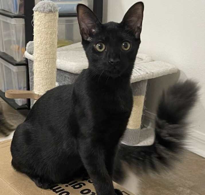 Photo of Minnie the Gorgeous Smoke Tabby