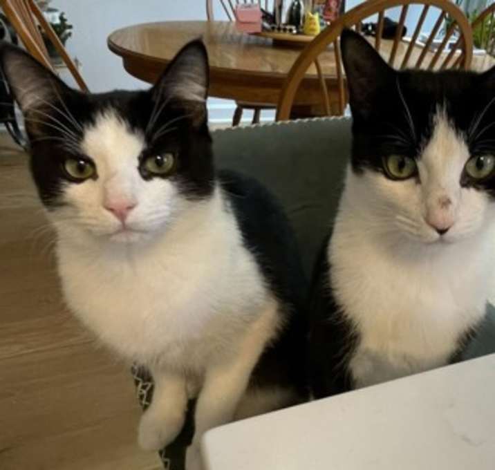 Photo of Cher (bonded with Sonny; Sonny