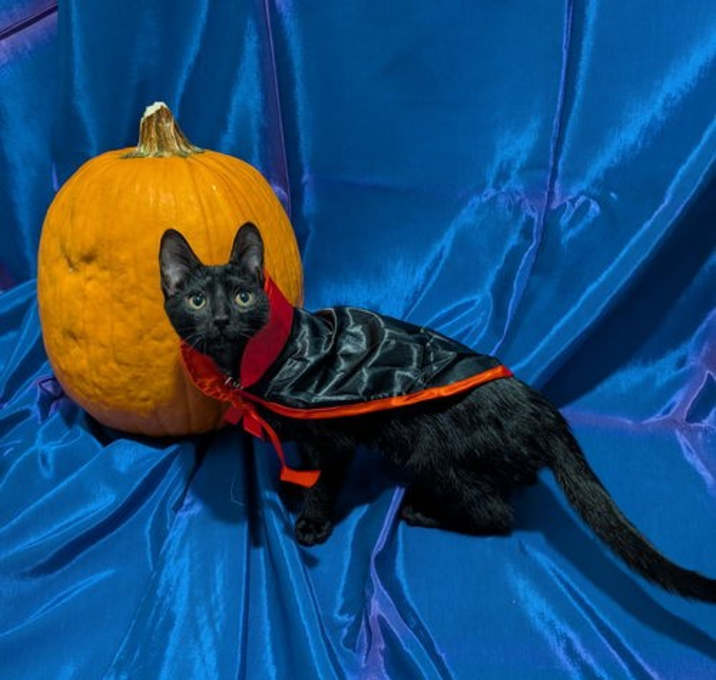 Photo of Armand the Vampire