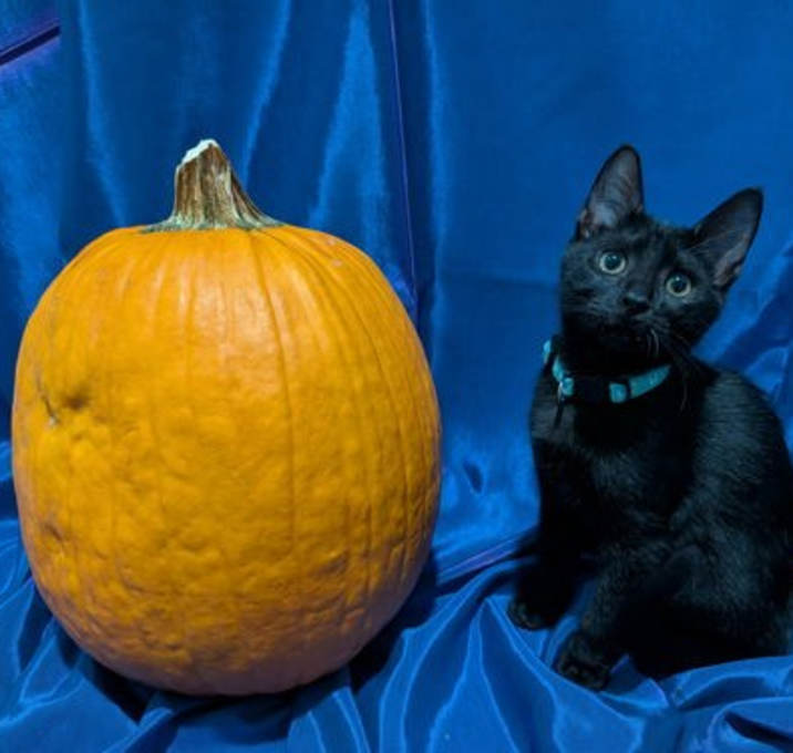 Photo of Louis de Pointe du Lac