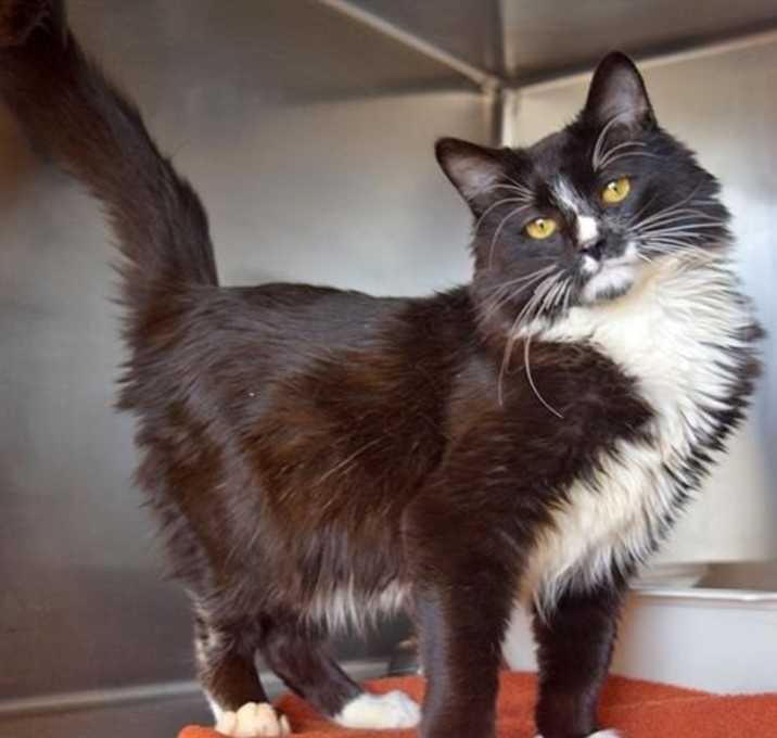 Photo of Fitzwilliam (Fitz)