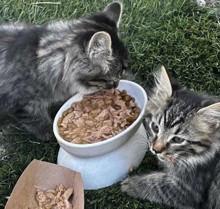 Photo of DAISY & Poppy are TOO ADORABLE