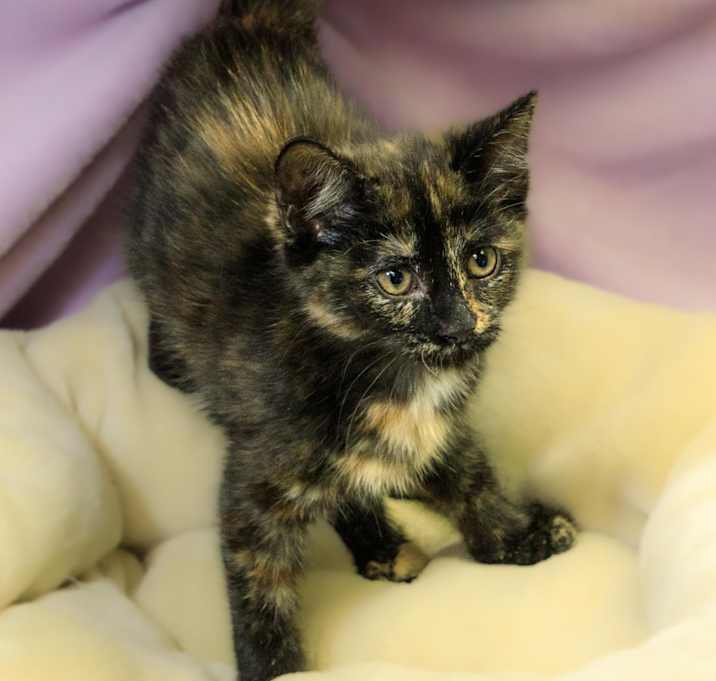 Photo of Appt. Pending - Dani