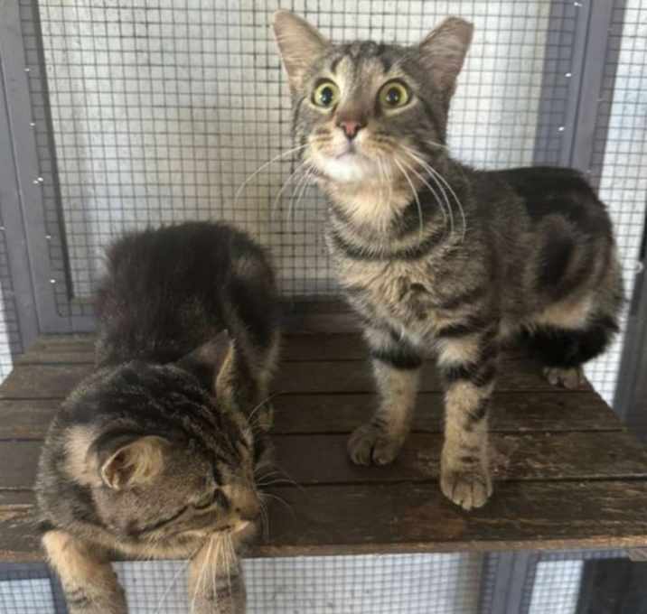 Photo of Tom and Jerry