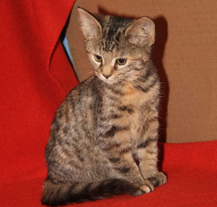 Photo of Morel (Spayed)