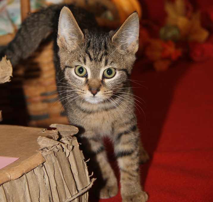 Photo of Matake (Neutered)