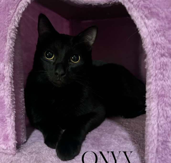 Photo of Onyx