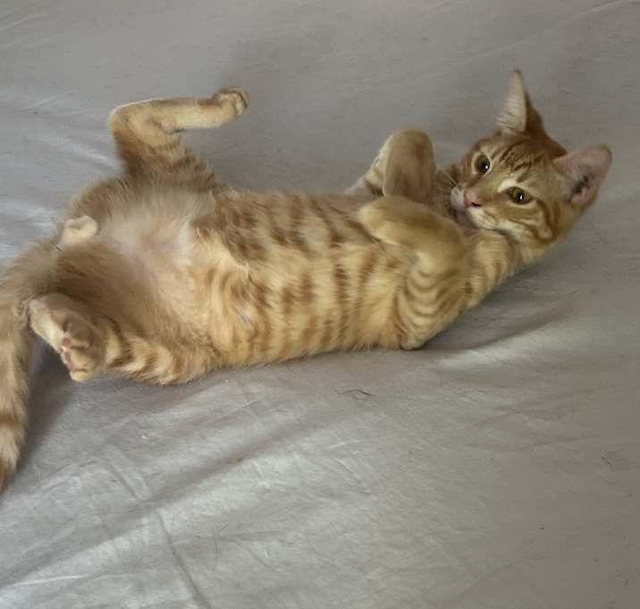 Photo of Toblerone NN