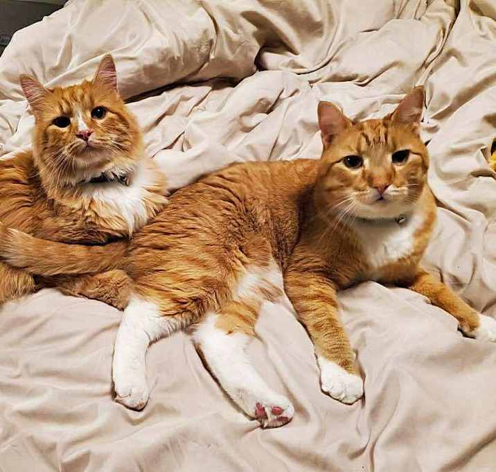 Photo of Cojack and Colbie