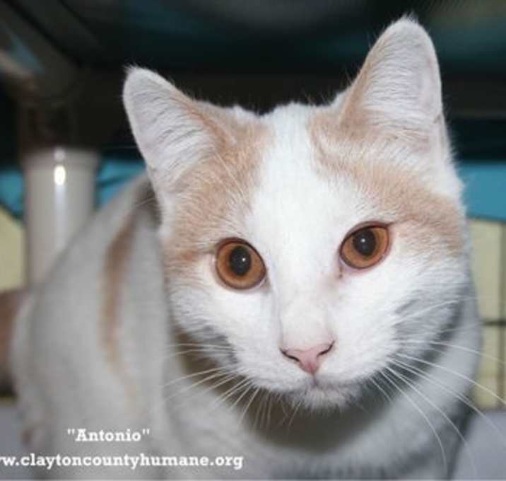 Photo of Antonio - CCHS